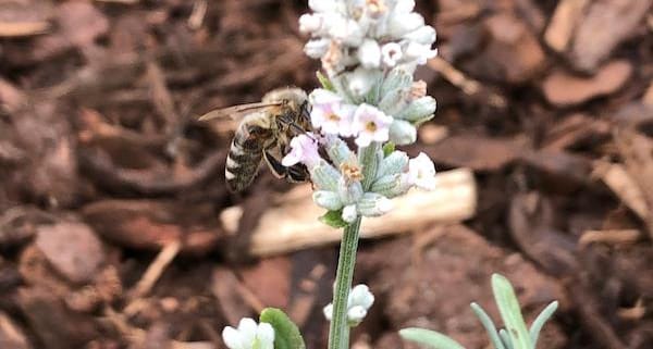 Eingangsbereich Biene auf Blume